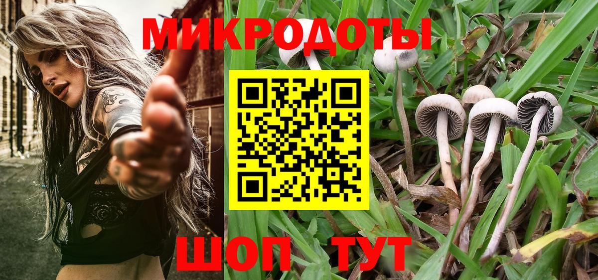 Галлюциногенные грибы Psilocybe Кольчугино